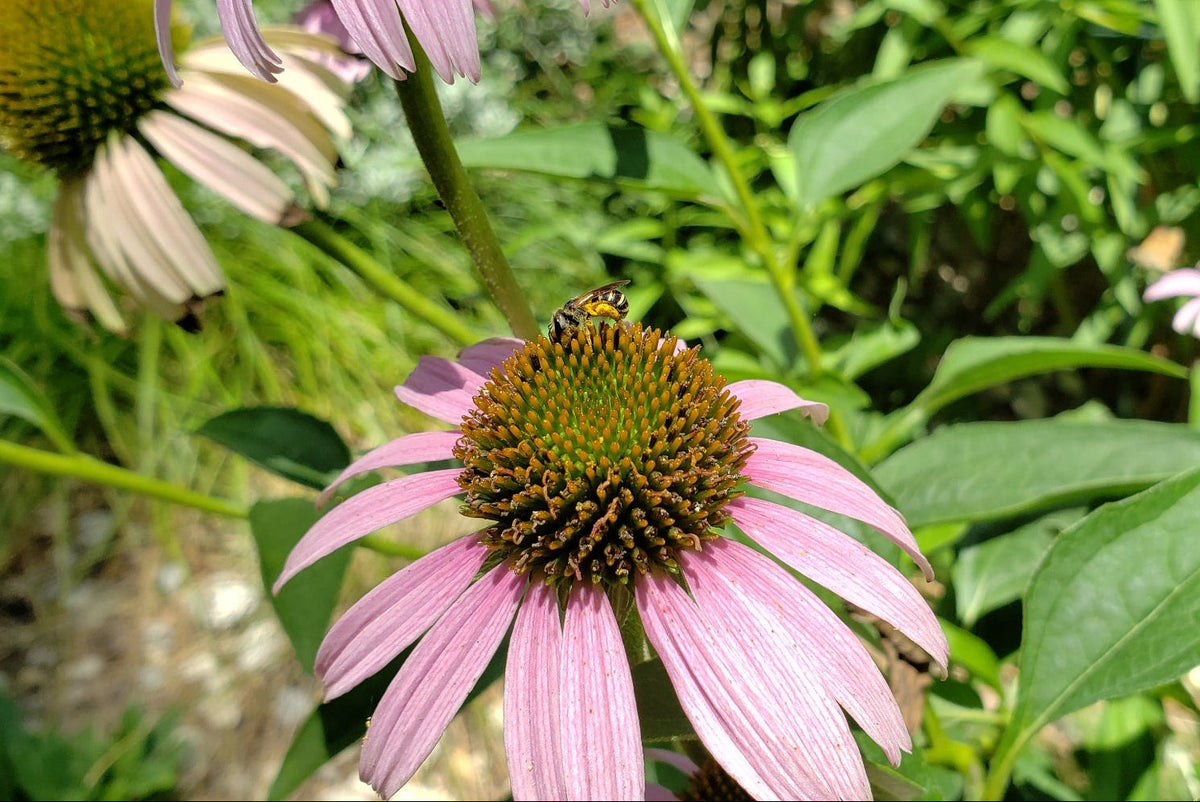 Native Plants for Blackland Prairie Clay Soils
