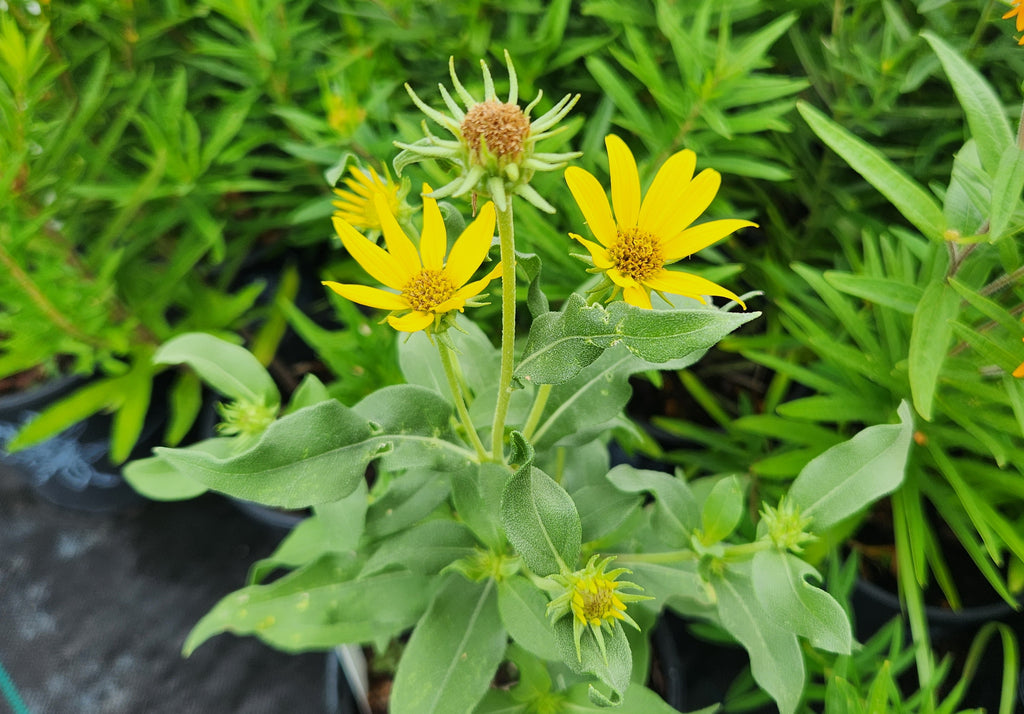 Helianthus maximiliani (Maximilian Sunflower)