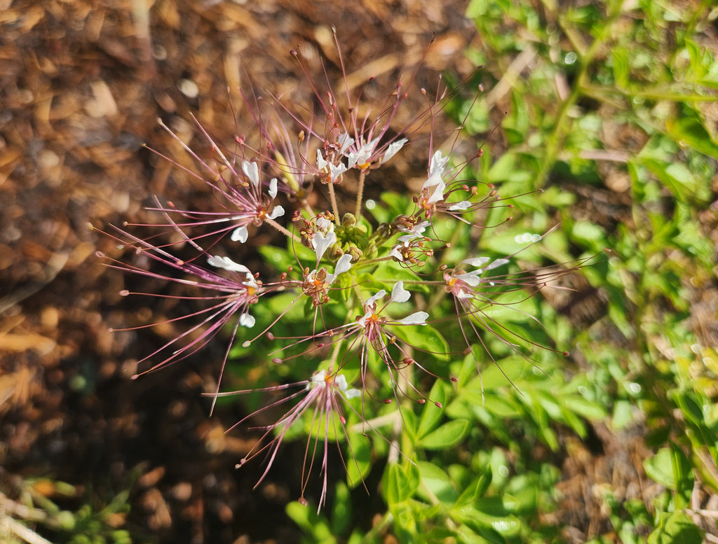 Polanisia dodecandra (Clammyweed)