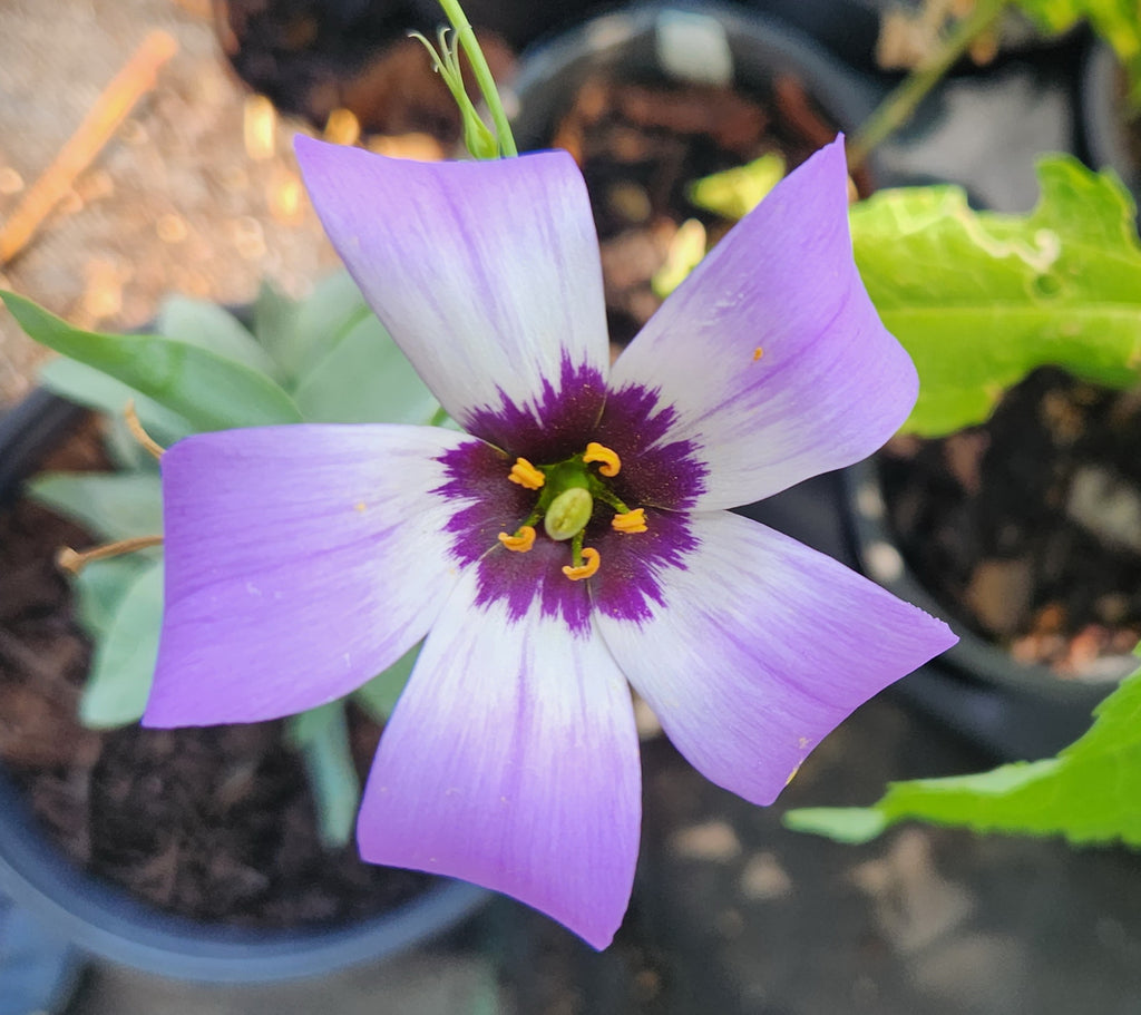 Eustoma exaltatum ssp. russellianum (Texas Bluebells)