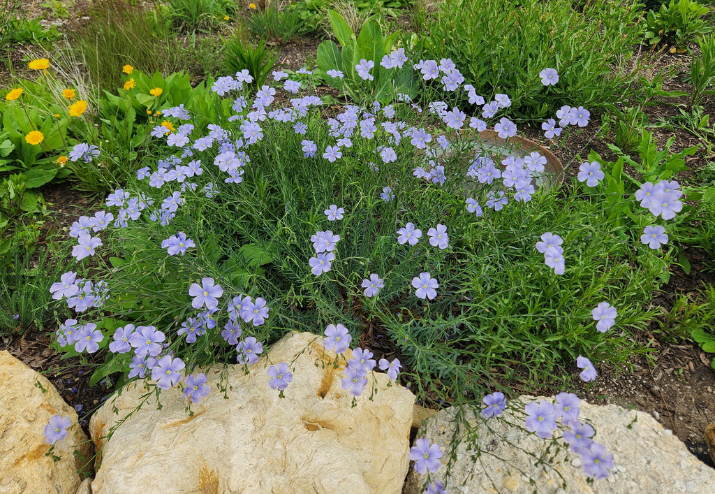 Linum lewisii (Blue Flax)