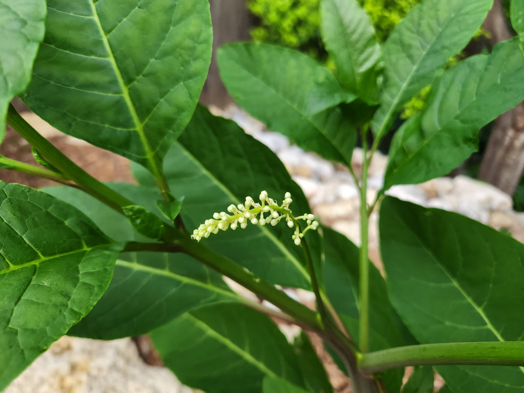 Phytolacca americana (Pokeweed)