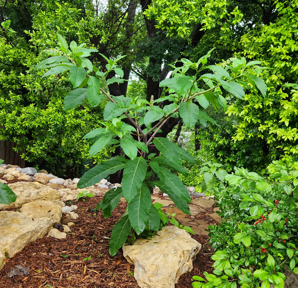 Phytolacca americana (Pokeweed)