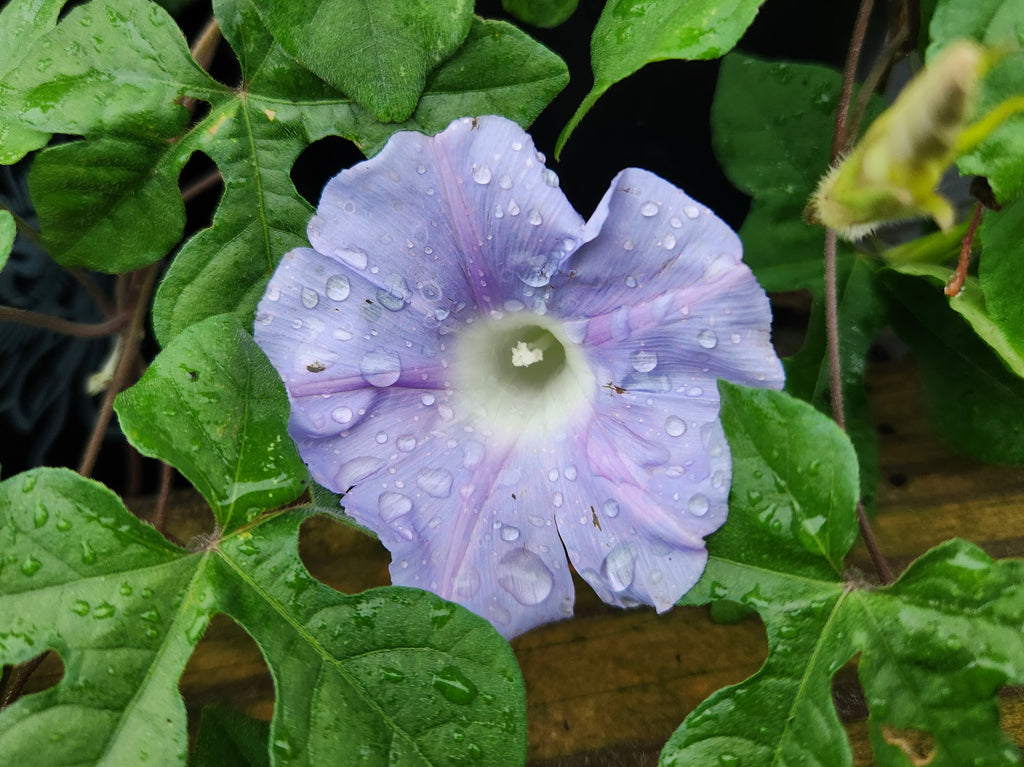 Ipomea lindheimeri (Lindheimer's Morning-glory)