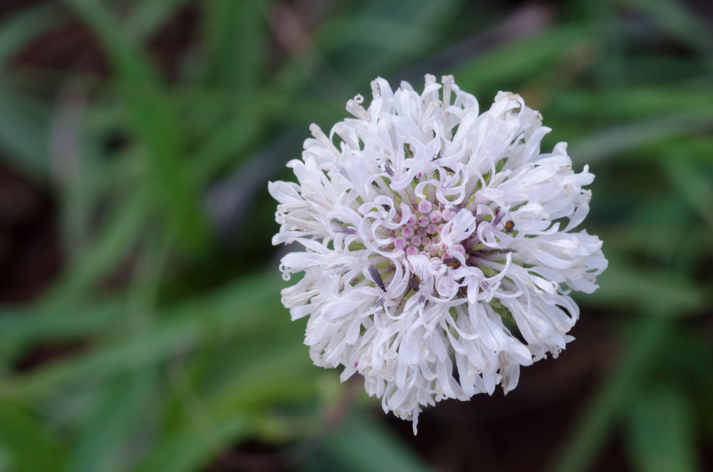 Marshallia caespitosa (Barbara's Buttons)