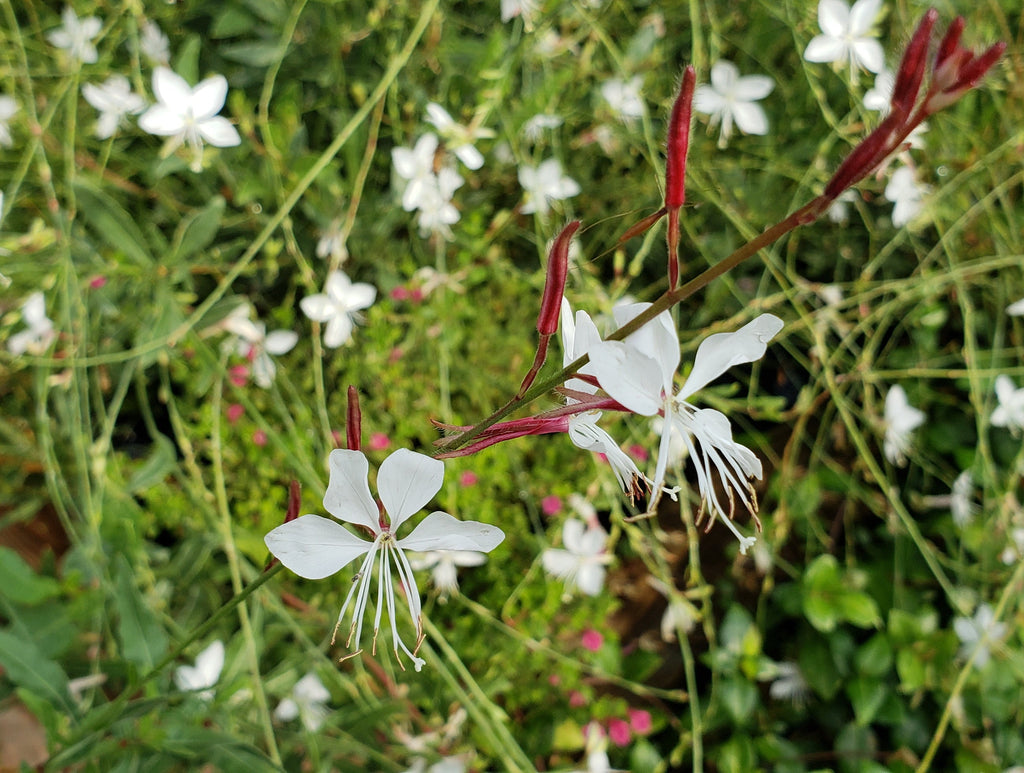 Oenothera lindheimeri 'Belleza White' (Gaura 'Belleza White')