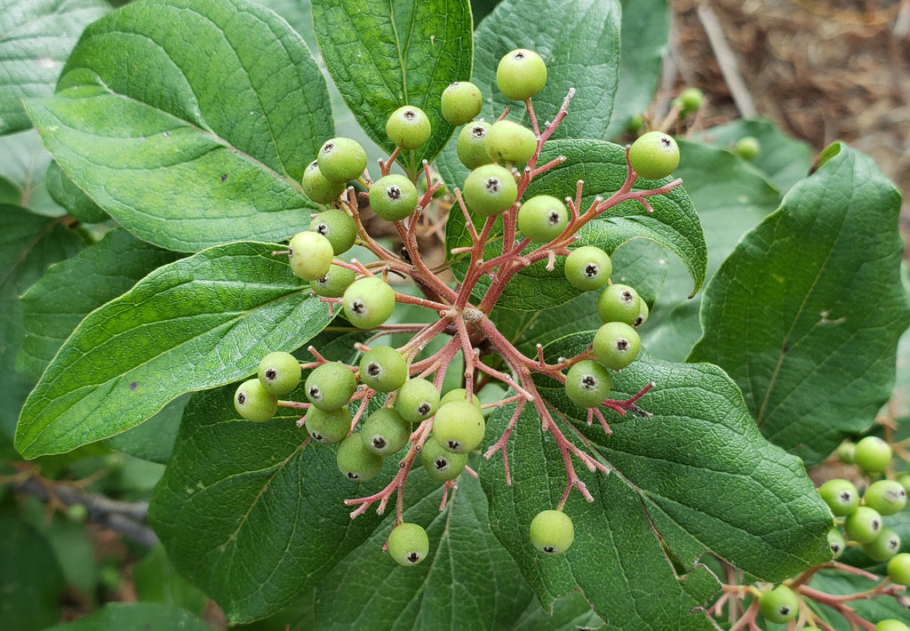 Roughleaf dogwood (Cornus drummondii)