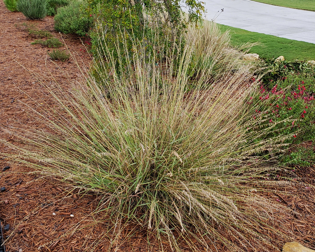 Sideoats grama (Bouteloua curtipendula)