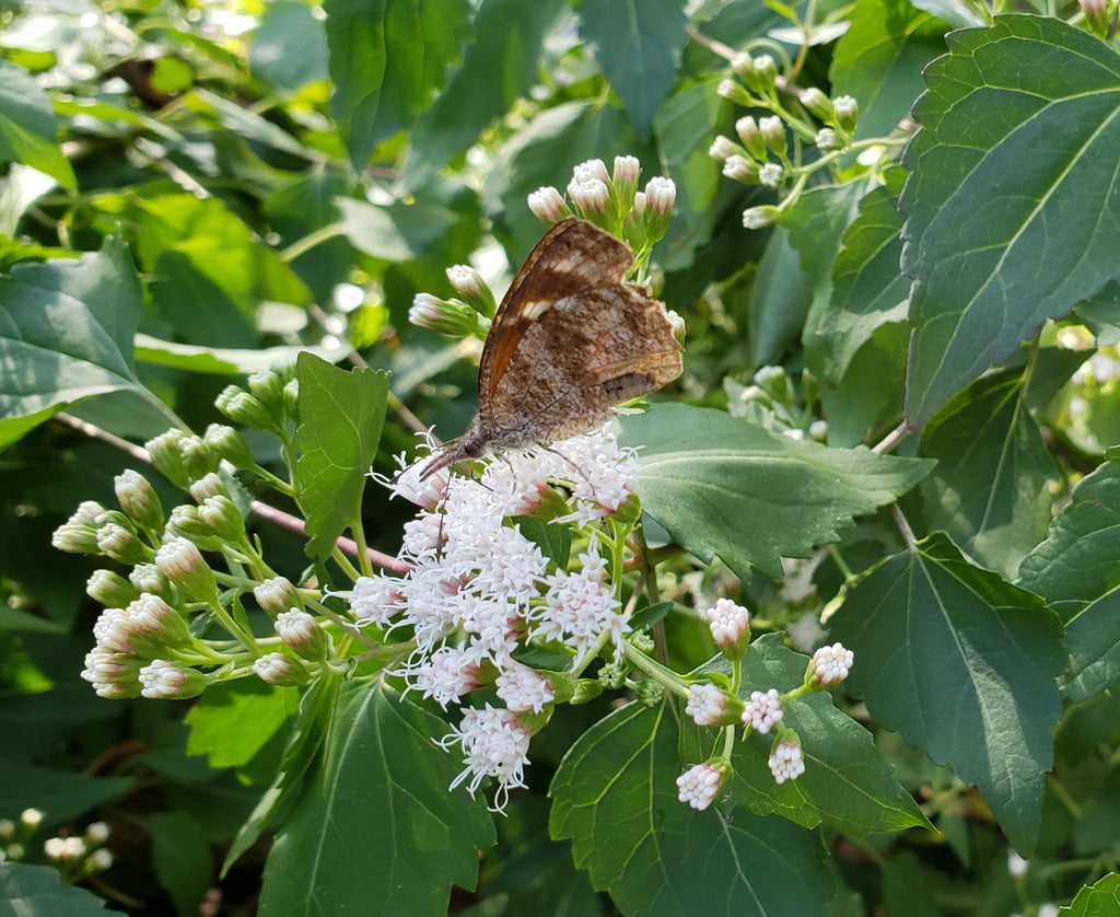 Shrubby boneset (Ageratina havanensis)