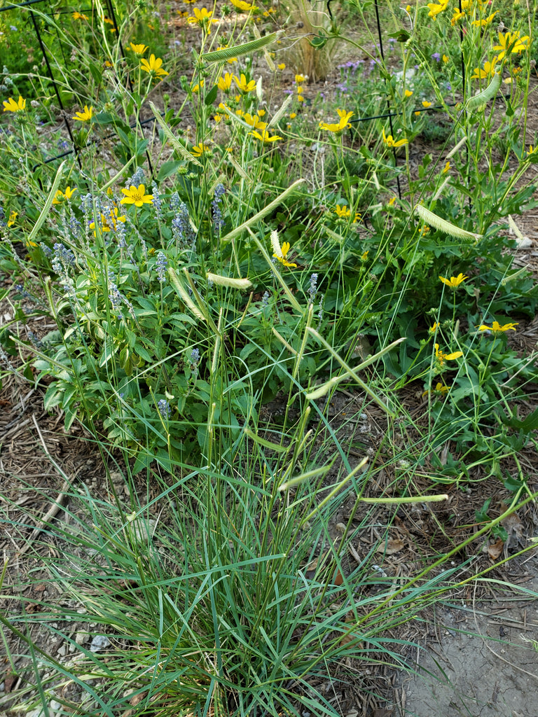 Blue Grama (Bouteloua gracilis)