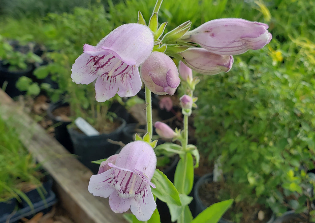 Penstemon cobaea (Prairie Penstemon)