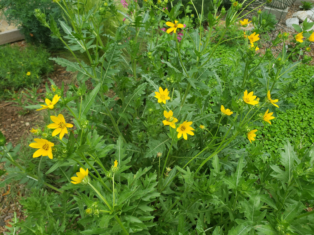 Engelmannia peristenia (Cutleaf Daisy)