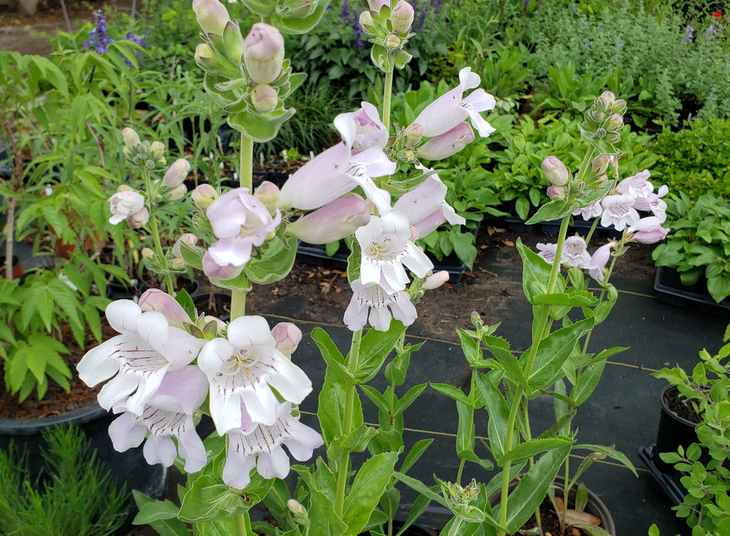 Penstemon cobaea (Prairie Penstemon)