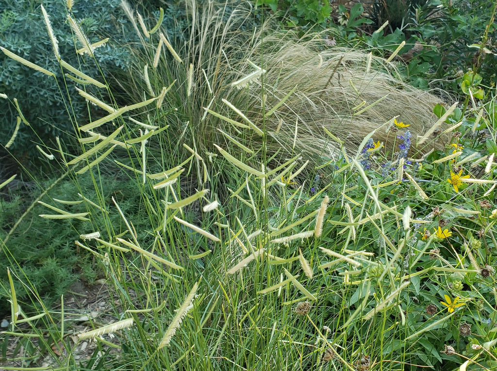 Bouteloua gracilis (Blue Grama)