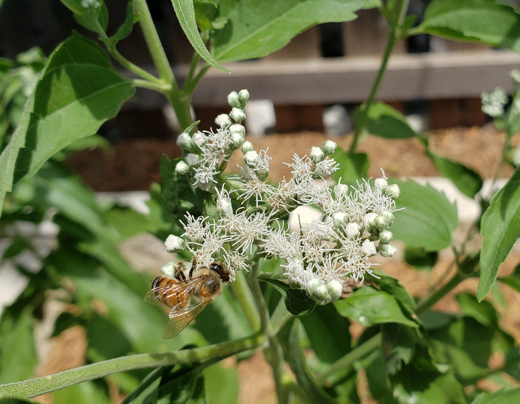 Eupatorium serotinum (Late boneset)