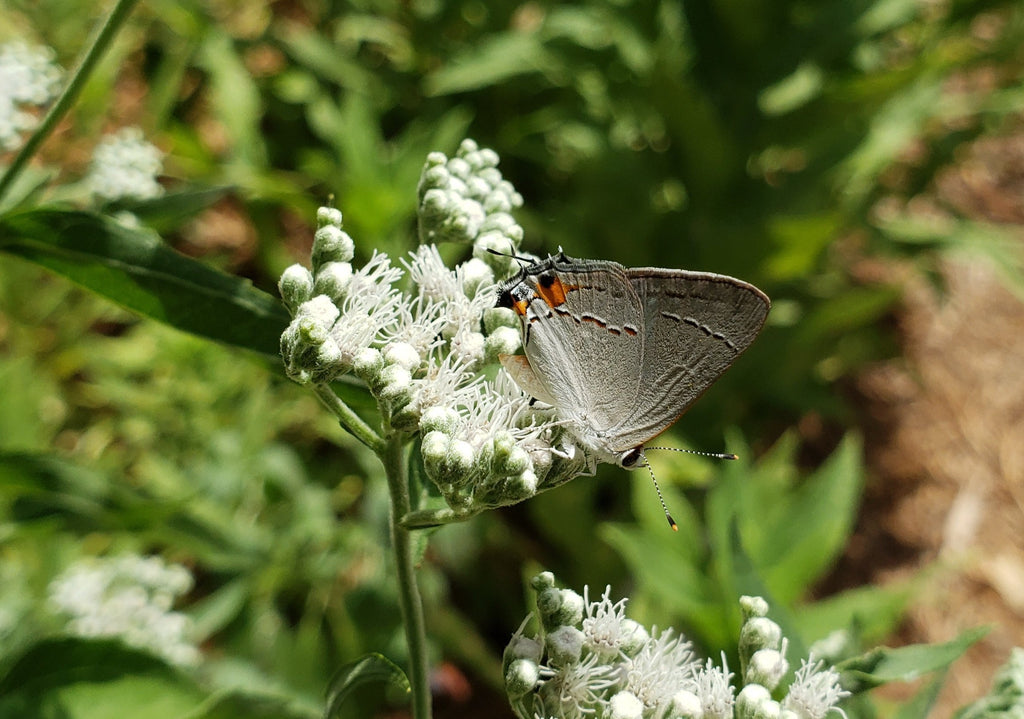 Eupatorium serotinum (Late boneset)