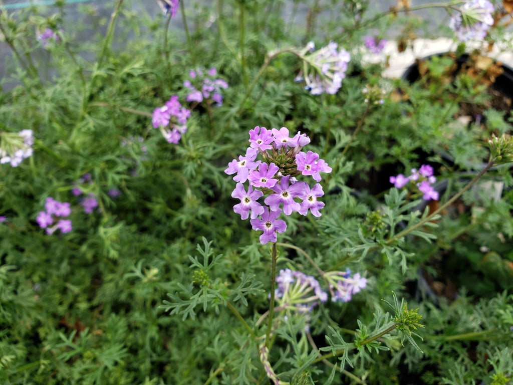 Glandularia bipinnatifida (Prairie Verbena)