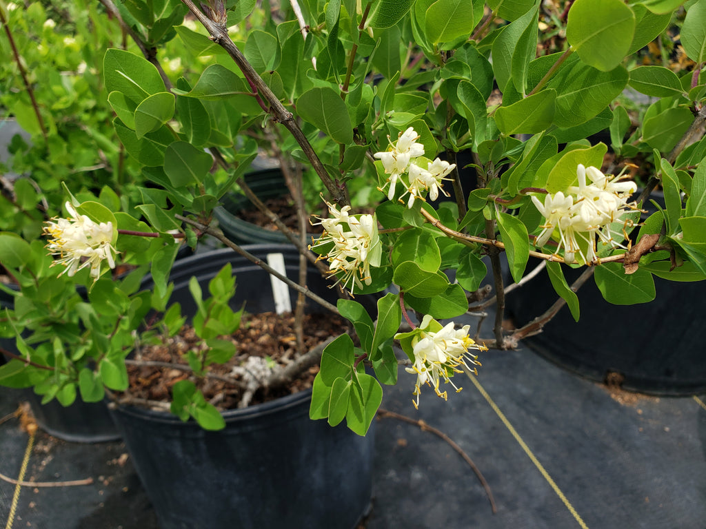 Lonicera albiflora (Western White Honeysuckle)