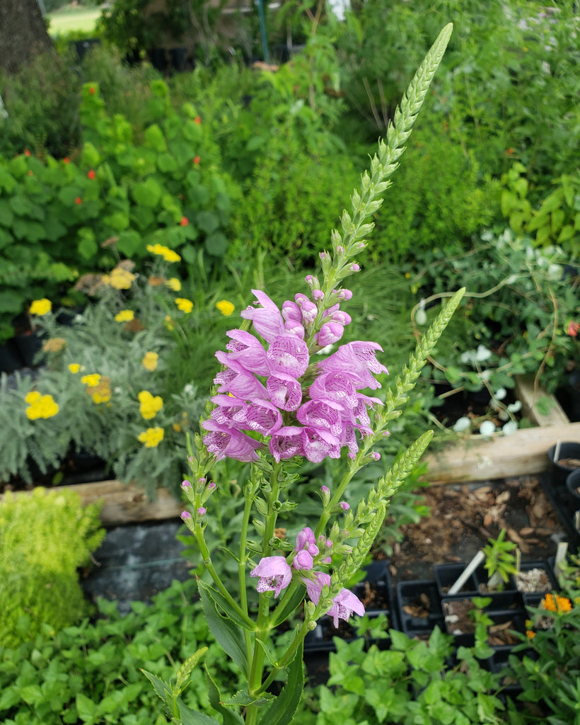 Physostegia virginiana (Fall Obedient Plant)