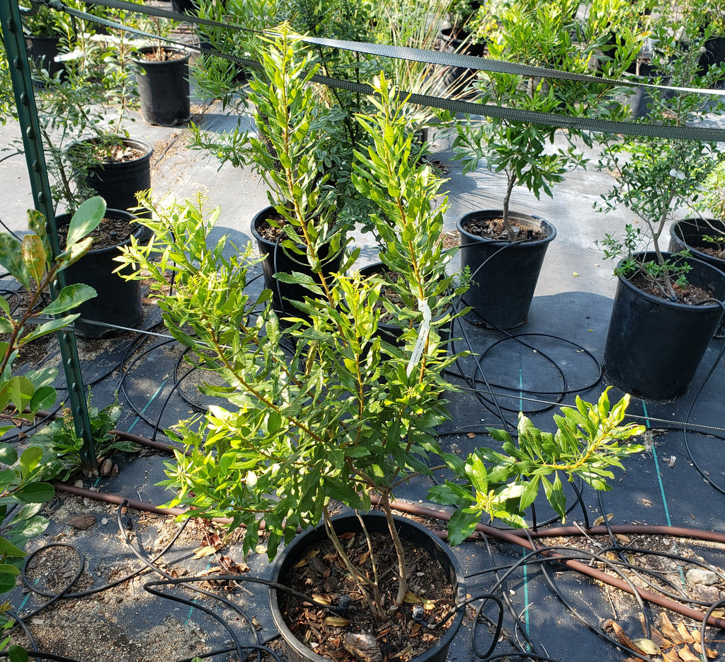 Morella cerifera (Wax Myrtle)