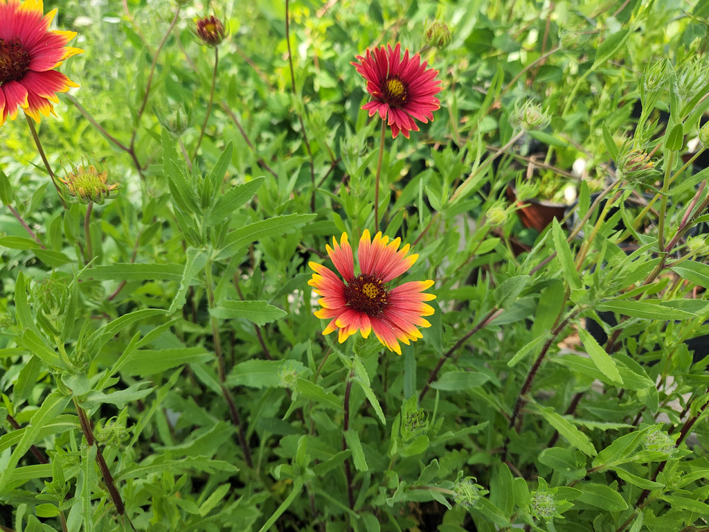 Gaillardia pulchella (Indian Blanket)