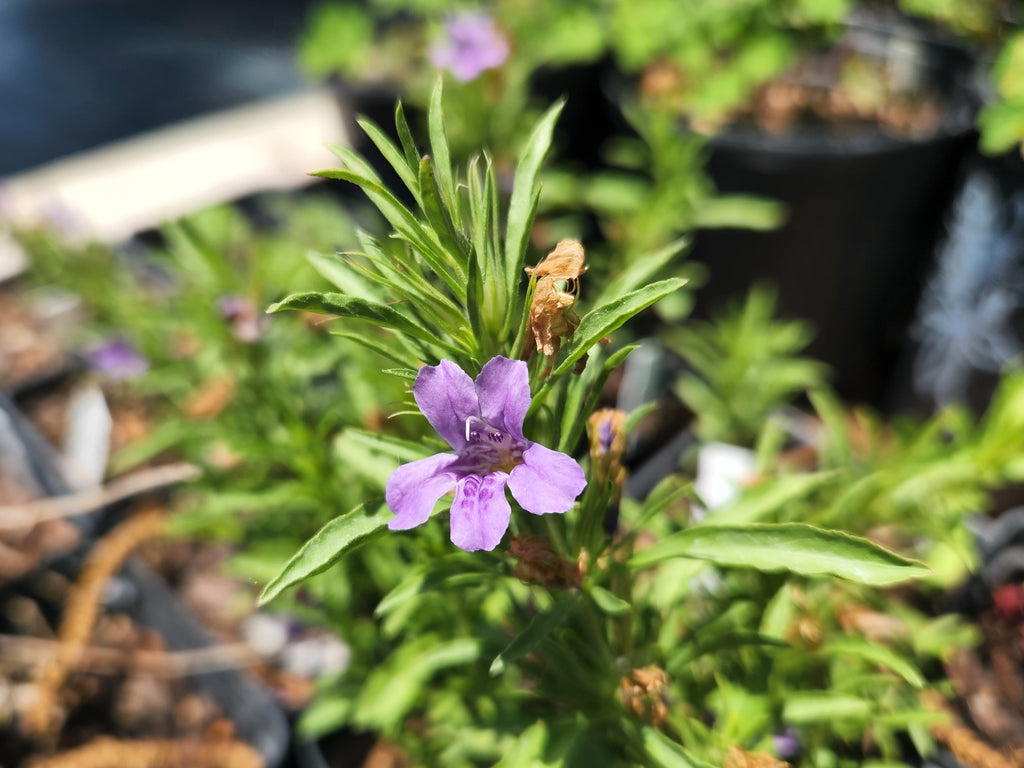 Dyschoriste linearis (Snake Herb)