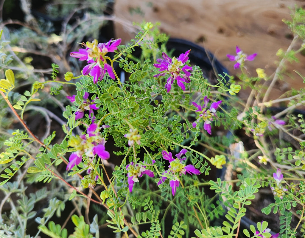 Dalea frutescens (Black Dalea)