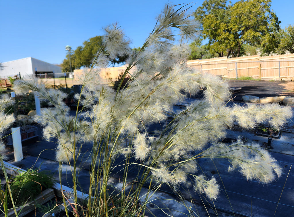 Andropogon glomeratus (Bushy Bluestem)