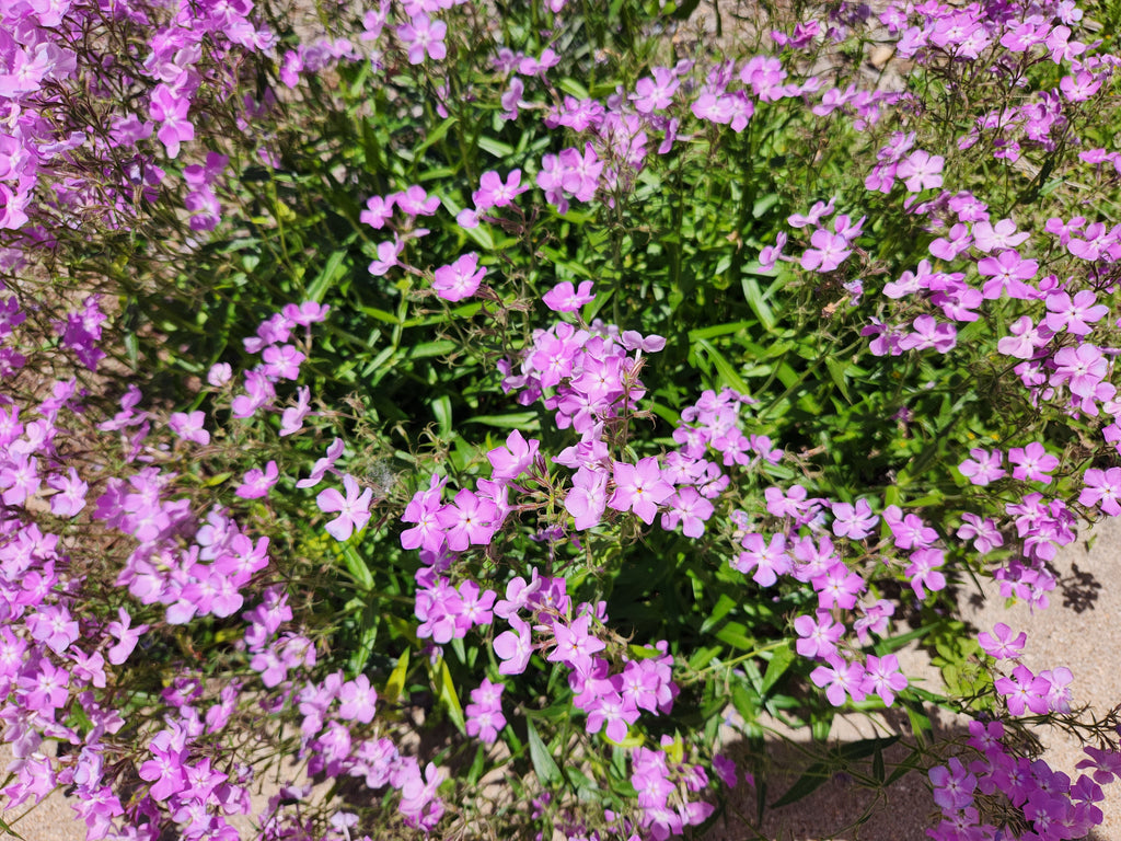 Phlox pilosa (Prairie Phlox)