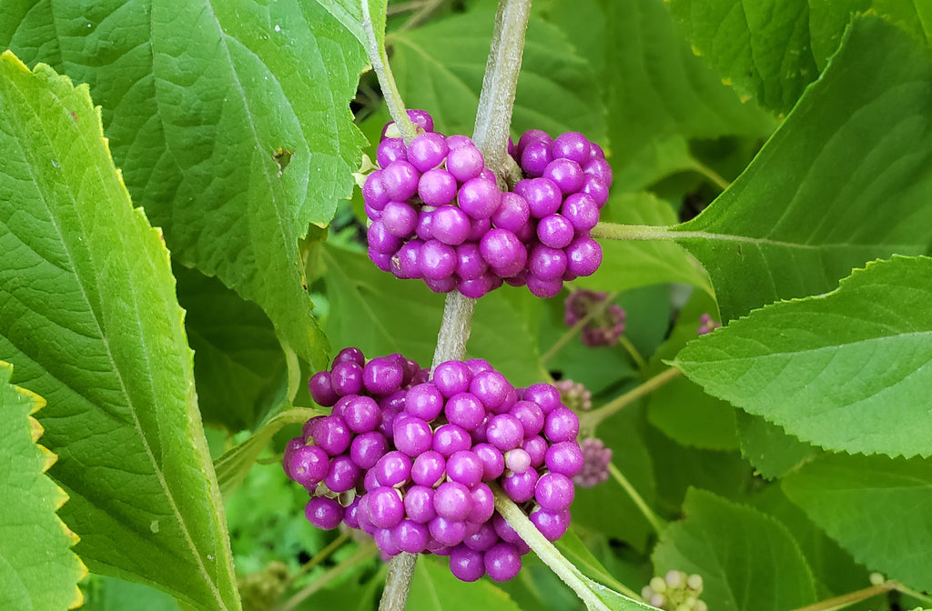 American Beautyberry (Callicarpa americana)