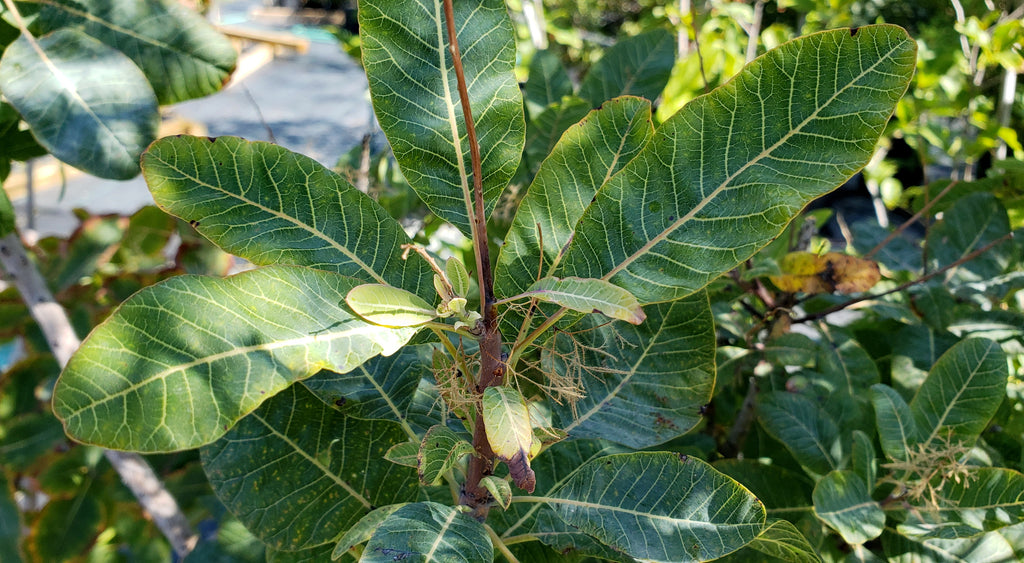 American Smoke Tree (Cotinus obovatus)