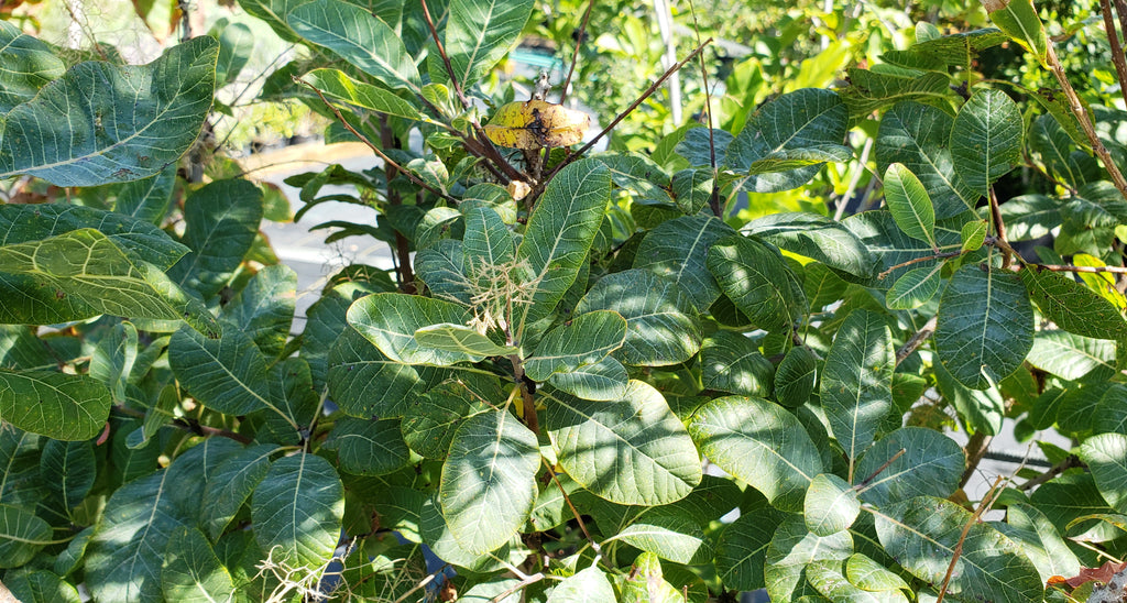 American Smoke Tree (Cotinus obovatus)