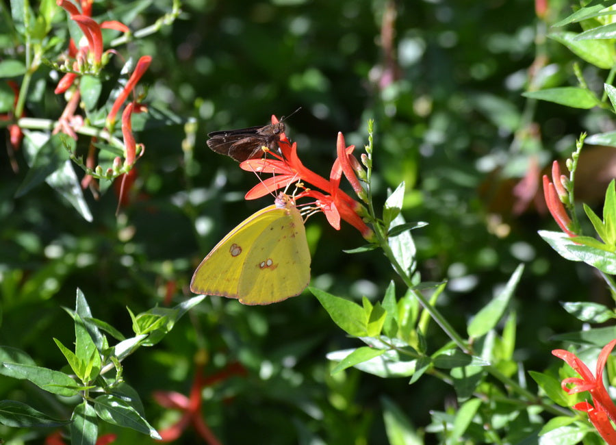 Hummingbird bush Anisacanthus wrightii