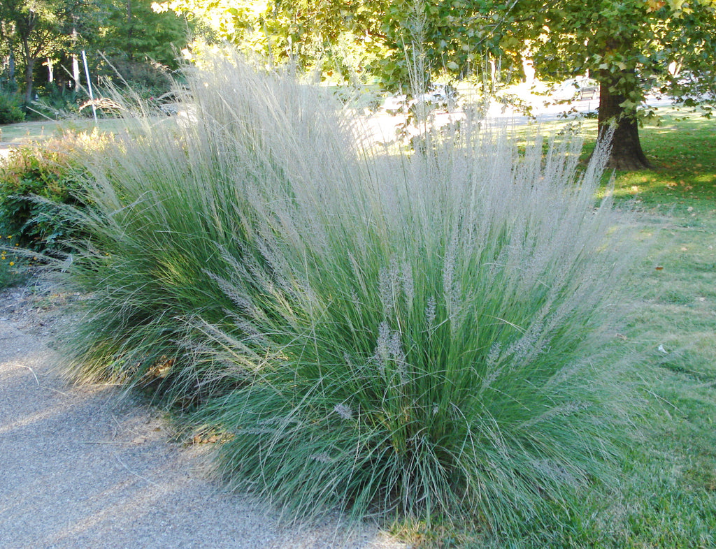 Big Muhly (Muhlenbergia lindheimeri)