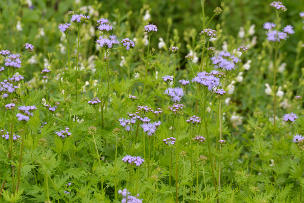 Gregg's Mistflower (Conoclinium greggii)