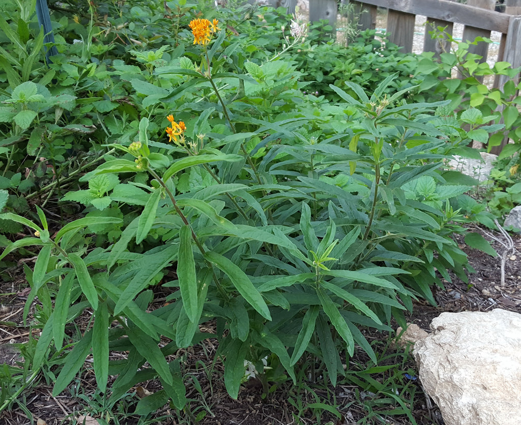 Butterfly weed (Asclepias tuberosa)