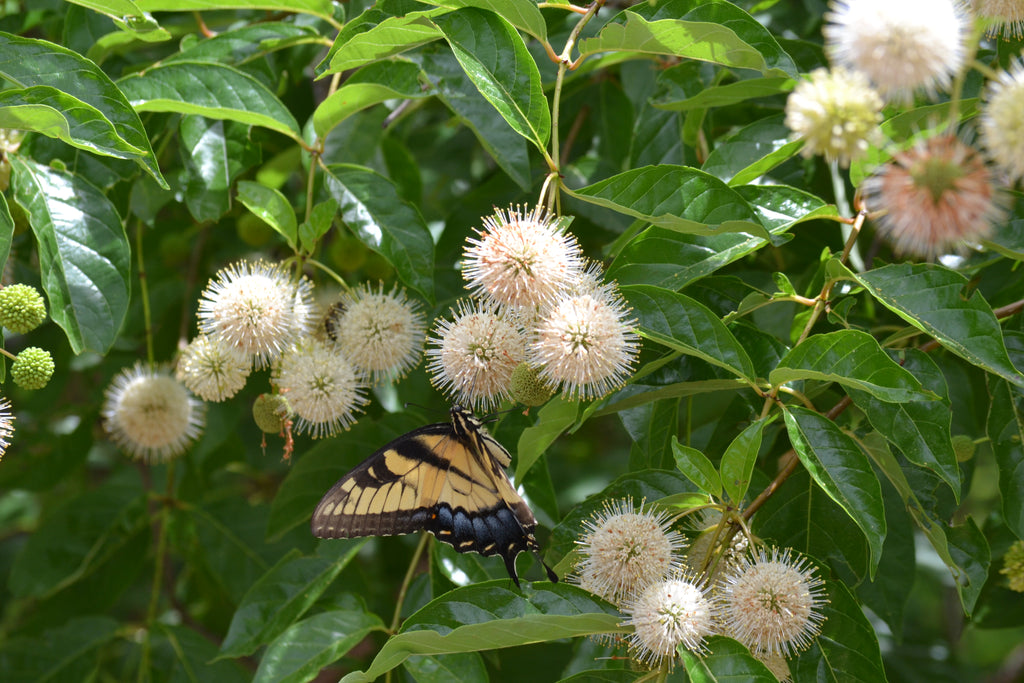 Buttonbush (Cephalanthus occidentalis)