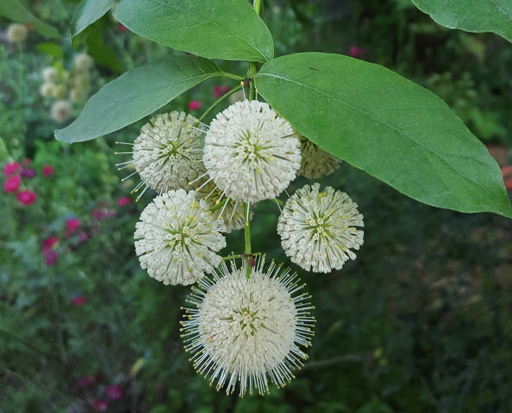 Buttonbush (Cephalanthus occidentalis)