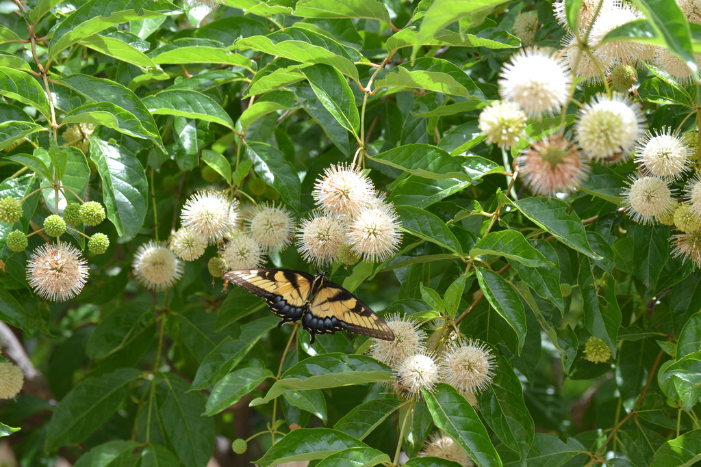 Buttonbush (Cephalanthus occidentalis)