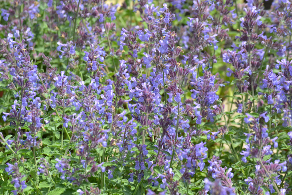 Catmint 'Walker's Low' (Nepeta x faassenii 'Walker's Low')