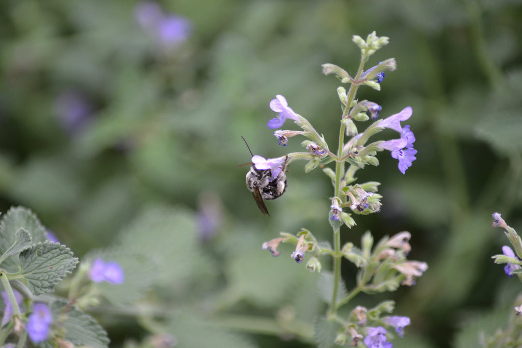 Catmint 'Walker's Low' (Nepeta x faassenii 'Walker's Low')