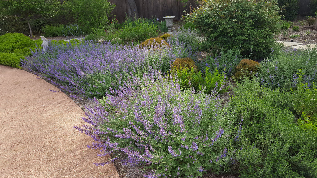 Catmint 'Walker's Low' (Nepeta x faassenii 'Walker's Low')