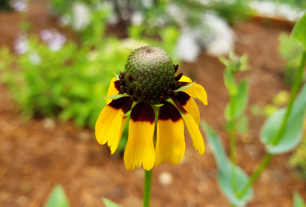 Clasping Coneflower (Dracopis amplexicaulis)