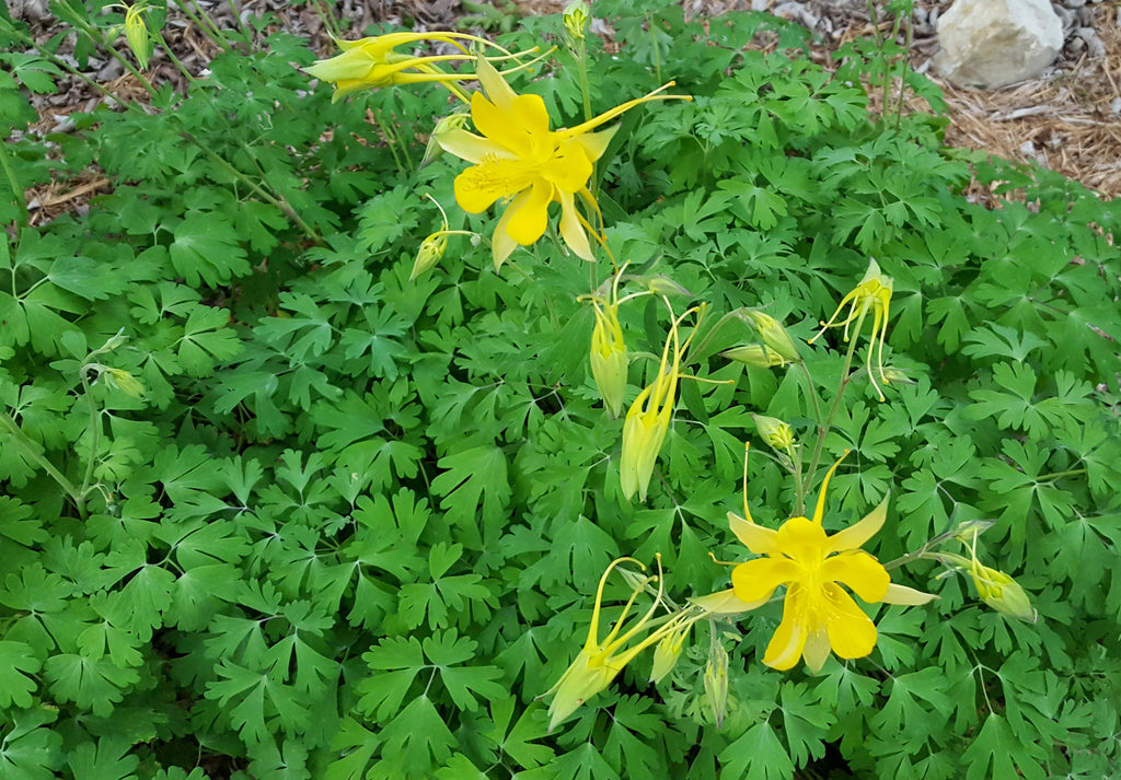 Aquilegia chrysantha hinckleyana (Yellow Columbine 'Texas Gold')