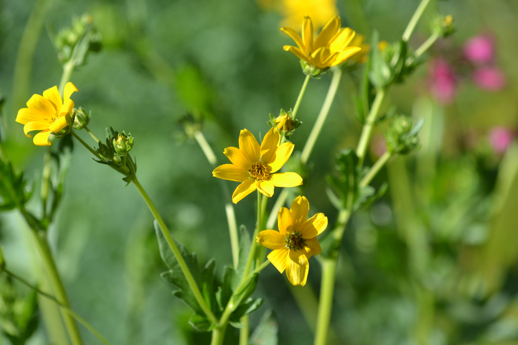 Engelmannia peristenia (Cutleaf Daisy)