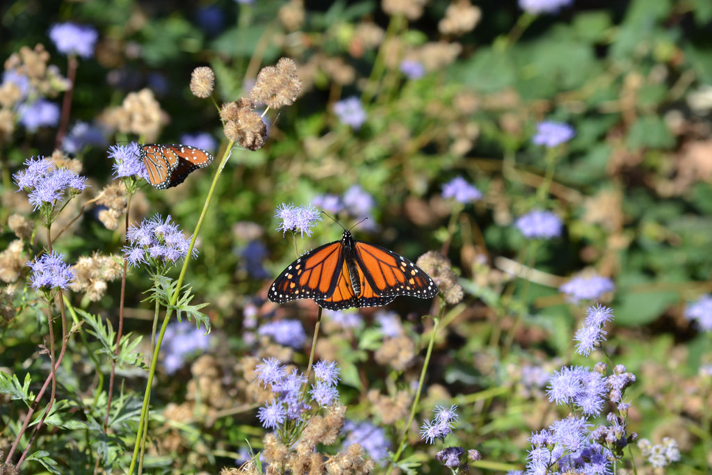 Gregg's Mistflower (Conoclinium greggii)