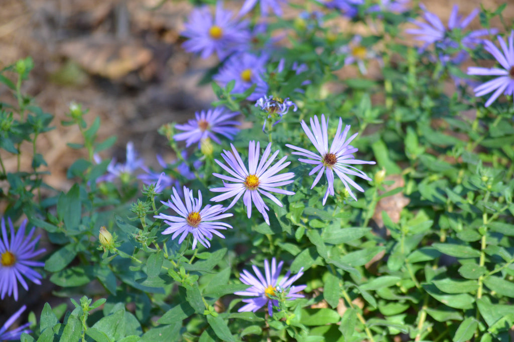 Fall aster (Symphyotrichum oblongifolium)