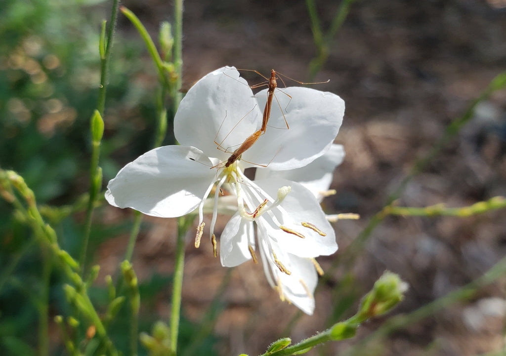 Oenothera lindheimeri 'Belleza White' (Gaura 'Belleza White')