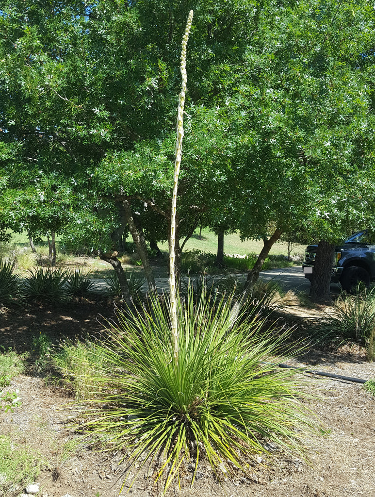 Dasylirion texanum (Texas Sotol)