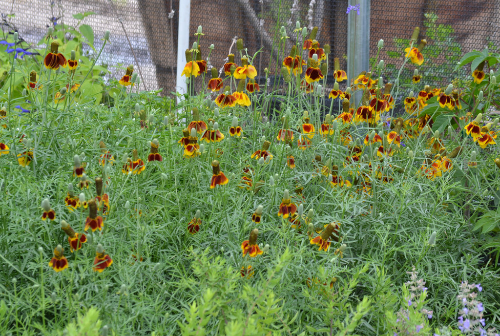 Mexican Hat (Ratibida columnifera)